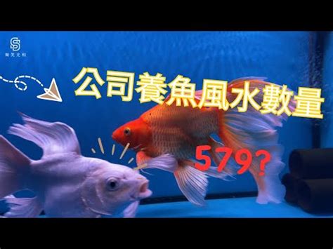 魚 數量 風水|養魚數量風水以及魚缸擺放技巧分別有哪些？趕緊照着。